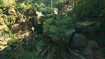 un rocoso acantilado cubierto en un montón de verde plantas. montaña camino video