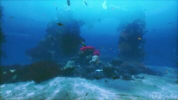 une grand groupe de poisson nager plus de une corail récif video