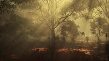 un denso bosque envuelto en niebla video
