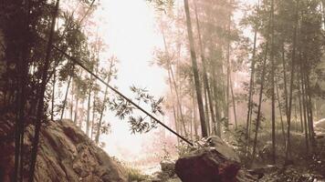 un' sereno bambù boschetto circondato di nebbia nel un' denso foresta video