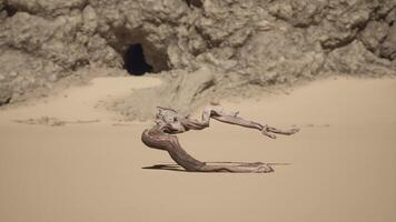 A piece of driftwood sitting on top of a sandy beach. hot desert video