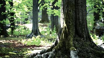 uma majestoso árvore em pé alta dentro a coração do uma exuberante floresta video