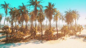 A serene beach scene with a cluster of palm trees swaying in the gentle breeze video