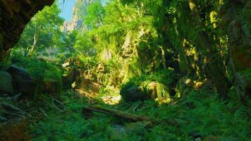 un' lussureggiante verde foresta pieno con molte di alberi video