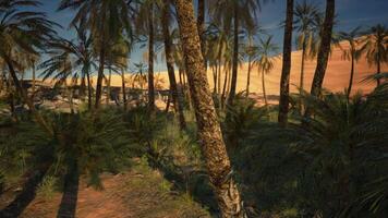 palm bomen staand hoog in de woestijn landschap video