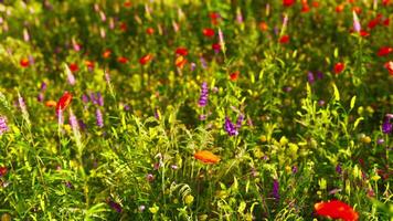 un' vivace campo di rosso e viola fiori nel pieno fioritura video