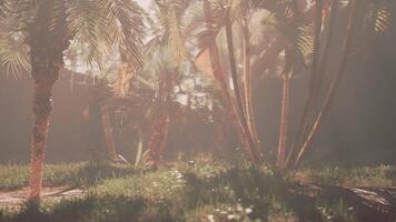 A bunch of palm trees that are in the grass video