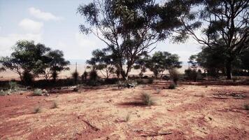 un sereno paisaje con arboles en un rústico campo video