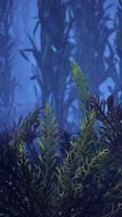 Beautifiul underwater panoramic view with tropical coral reefs video