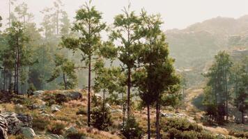 un' denso foresta con torreggiante alberi e sparpagliato rocce video