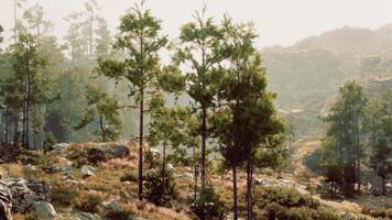 A dense forest with towering trees and scattered rocks video