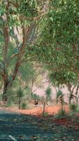 strada aperta in australia con alberi a cespuglio video