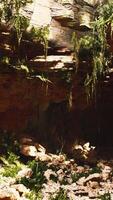 gran cueva rocosa de hadas con plantas verdes video