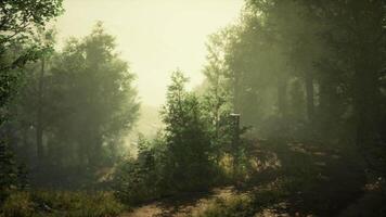 A misty forest with dense trees video