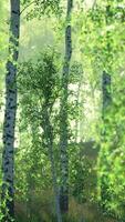 Vue d'été de juillet sur le bosquet de bouleaux au soleil video