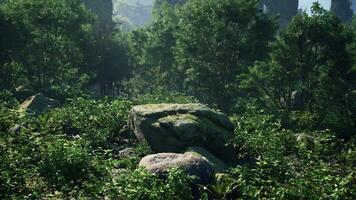 un' grande roccia nel il mezzo di un' foresta video