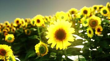 een levendig veld- van zonnebloemen tegen een Doorzichtig blauw lucht video