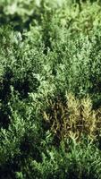 touffes d'herbe séchée sur la lande video