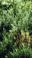 dried grass tufts on moorland video