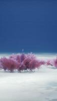 Purple and pink soft corals and red sponges video