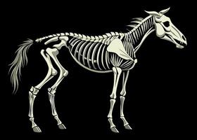 Detailed graphics of a horse skeleton on a dark background vector