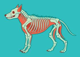 Detailed graphics of a dog skeleton on a dark background- vector