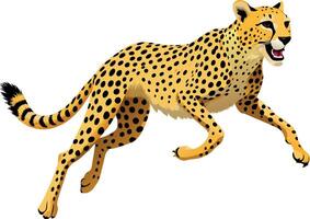 Cheetah accelerating running carnivorous wild animal vector