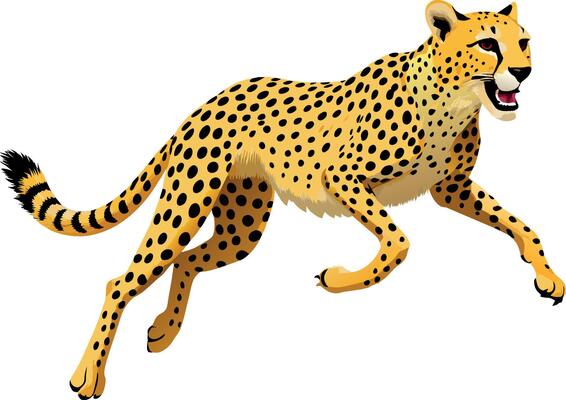 Cheetah accelerating running carnivorous wild animal