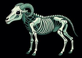 Illustration of a bighorn sheep skeleton vector