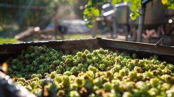 The smell of hops fills the air as a batch of beer is being brewed outside on a sunny day photo