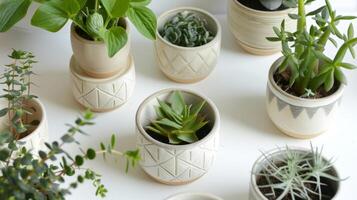 A series of handstamped ceramic markers each with a unique geometric pattern and the name of the plant carefully imprinted in crisp clean lines. photo