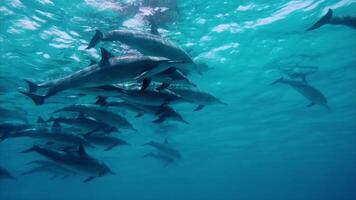 slow motion swimming dolphin video