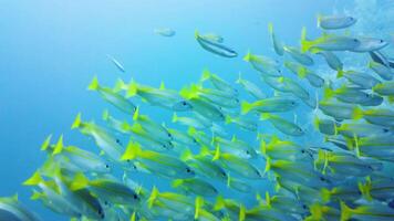 lento movimento gruppo di pesce nel papua acque video