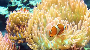 långsam rörelse snorkling i de vattnen av papua indonesien fisk och korall rev den där skämma bort de ögon video