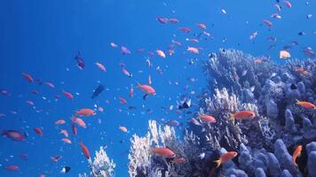 lento movimiento bucear en el aguas de Papuasia Indonesia pescado y coral arrecifes ese mimar el ojos video