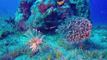 lent mouvement plongée en apnée dans le des eaux de papouasie Indonésie poisson et corail récifs cette gâcher le yeux video