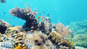 lent mouvement plongée en apnée dans le des eaux de papouasie Indonésie poisson et corail récifs cette gâcher le yeux video