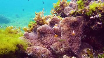 långsam rörelse snorkling i de vattnen av papua indonesien fisk och korall rev den där skämma bort de ögon video