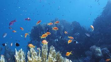 lento movimento lo snorkeling nel il acque di papua Indonesia pesce e corallo barriere quello rovinare il occhi video