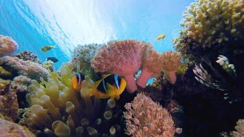 schleppend Bewegung Schnorcheln im das Wasser von Papua Indonesien Fisch und Koralle Riffe Das verwöhnen das Augen video