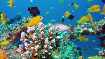 langzaam beweging snorkelen in de wateren van Papoea Indonesië vis en koraal riffen dat Bederven de ogen video