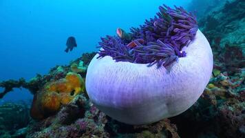 lent mouvement plongée en apnée dans le des eaux de papouasie Indonésie poisson et corail récifs cette gâcher le yeux video