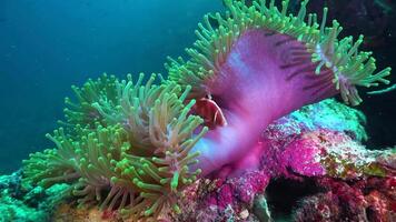 lento movimento lo snorkeling nel il acque di papua Indonesia pesce e corallo barriere quello rovinare il occhi video