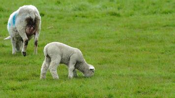 The Rolling Pastures Life on the Farm video