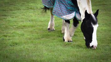 tinten van paarden majesteit een detailopname portret van boerderij leven video