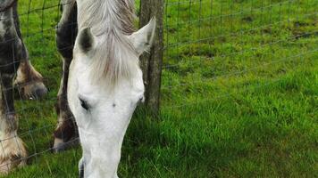 occhiali da sole di equino maestà un' avvicinamento ritratto di azienda agricola vita video