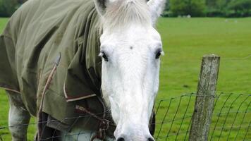 tinten van paarden majesteit een detailopname portret van boerderij leven video