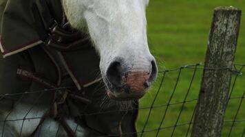 tinten van paarden majesteit een detailopname portret van boerderij leven video