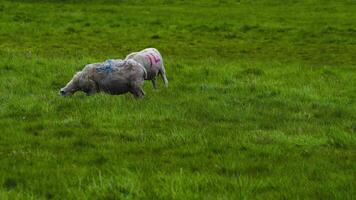 de rollend weilanden leven Aan de boerderij video