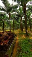 Car loaded with palm fruit driving through palm oil plantation, Thailand video
